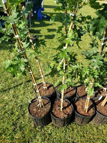 Three Rivers Getting Federal Funds To Plant Trees